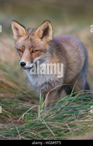 Red Fox / Rotfuchs ( Vulpes vulpes ) en belle fourrure d'hiver, la marche à travers les hautes herbes d'une prairie, près du côté frontal. Banque D'Images