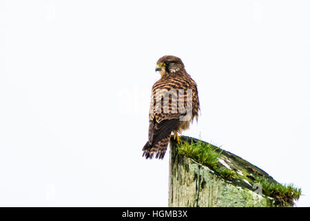 Faucon crécerelle (Falco tinnunculus) perché sur la pointe d'un poste de télégraphe en Irlande Banque D'Images