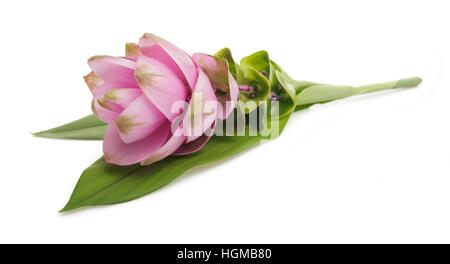 Fleur de Curcuma isolé sur fond blanc Banque D'Images