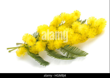 Mimosa (silver wattle) fleurs isolé sur fond blanc. Banque D'Images