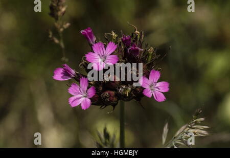 Rose, des Chartreux Dianthus carthusianorum en fleurs en prairies calcaires, la Slovaquie. Banque D'Images