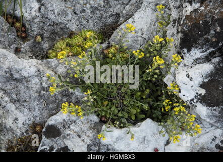 Alyssum montanum, Alison la montagne en fleurs et fruits, travertin sur rock, la Slovaquie. Banque D'Images