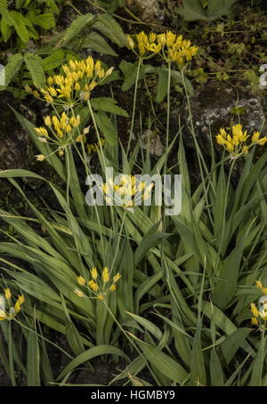 L'ail doré, Allium moly en fleur, sur le calcaire. Banque D'Images