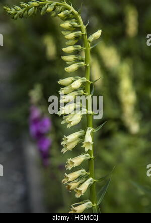Petit, la digitale jaune Digitalis lutea, en fleurs dans les Alpes. Banque D'Images