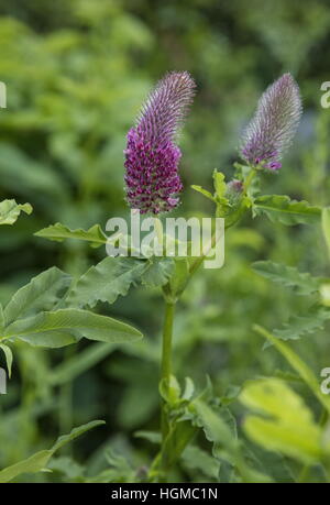 Trèfle rouge Trifolium rubens, en fleurs, en Pologne. Banque D'Images