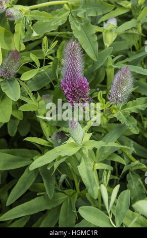 Trèfle rouge Trifolium rubens, en fleurs, en Pologne. Banque D'Images