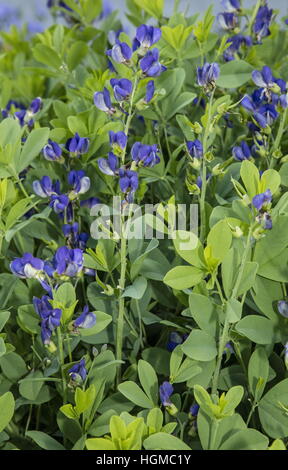 Bleu indigo sauvage, Baptisia australis en fleur comme plante de jardin ; la région du midwest des États-Unis. Banque D'Images