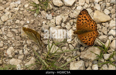 Silver-lavé fritillary (à gauche) et haute Brown fritillary (droite) à la fois sur sol humide potable Riverside. La Hongrie. Banque D'Images