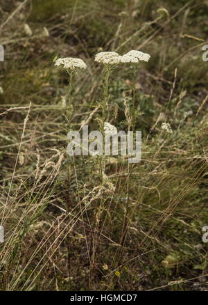 Achillée Noble, l'Achillea nobilis en fleurs en prairies calcaires, la Hongrie. Banque D'Images