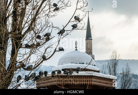 Sarajevo, Bosnie-et-Herzégovine. 10 janvier, 2017 Les pigeons essayant de se réchauffer par une froide journée Banque D'Images