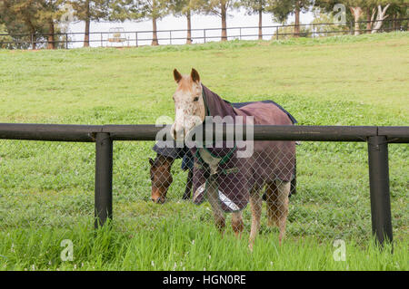 Strawberry blonde cheval avec fourrure mouchetée blanc à pourpre avec aux limites de la couverture d'hiver dans la Swan Valle d'Australie occidentale. Banque D'Images