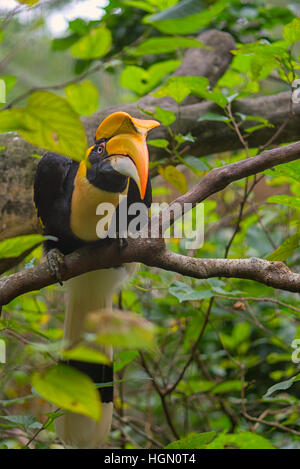 Grand Calao à Taipei, Taiwan Zoo Banque D'Images