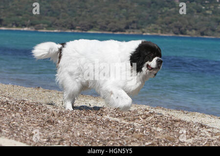 Chien / Landseer des profils d'exécution sur la plage plages sur la mer de sable dans l'été chaud vacances soleil vacances profile Banque D'Images