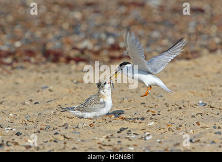 Sterne naine (Sternula albifrons albifrons) adulte en vol jeunes alimentation Eccles-sur-Mer, août Norfolk Banque D'Images