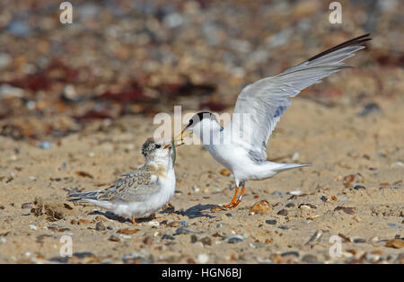 Sterne naine (Sternula albifrons albifrons) adulte en vol jeunes alimentation Eccles-sur-Mer, août Norfolk Banque D'Images