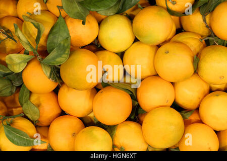 Arrière-plan de nombreuses oranges sans traitements chimiques avec des feuilles vertes Banque D'Images