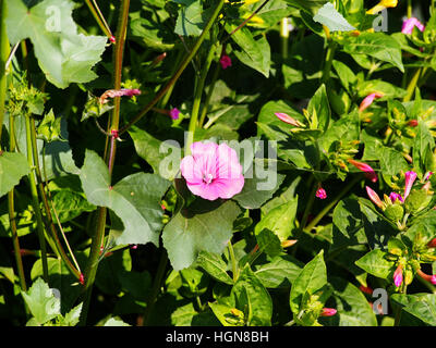 Lavatera trimestris (syn. Althaea trimestris) - mauve annuel Banque D'Images