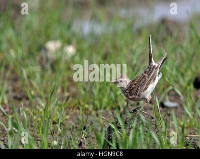 skylark eurasien, Alauda arvensis debout sur le sol avec la queue soulevée Banque D'Images