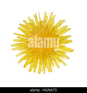 Pissenlit - Taraxacum officinale Banque D'Images