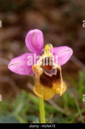 Orchidée - Ophrys tenthrède du tenthredenifera Banque D'Images
