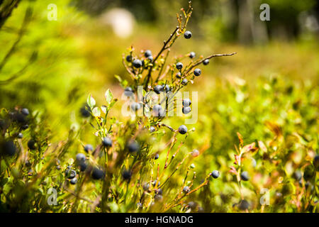 NP Forêt bavaroise, frais du paysage forestier, parc national, où le monde est encore dans l'ordre, location, vacances, loisirs, arbres Banque D'Images