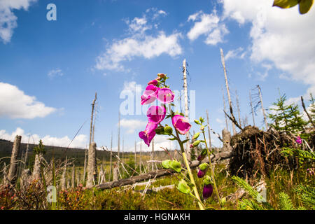 NP Forêt bavaroise, frais du paysage forestier, parc national, où le monde est encore dans l'ordre, location, vacances, loisirs, arbres Banque D'Images