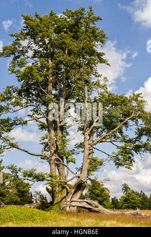NP Forêt bavaroise, frais du paysage forestier, parc national, où le monde est encore dans l'ordre, location, vacances, loisirs, arbres Banque D'Images
