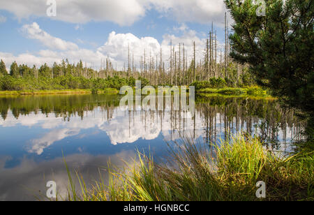 NP Forêt bavaroise, frais du paysage forestier, parc national, où le monde est encore dans l'ordre, location, vacances, loisirs, arbres Banque D'Images