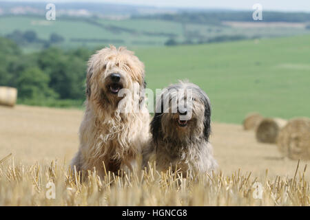 Chien de Berger Catalan / gos d'atura català deux adultes (gris, fauve ) assis en face d'un champ Banque D'Images