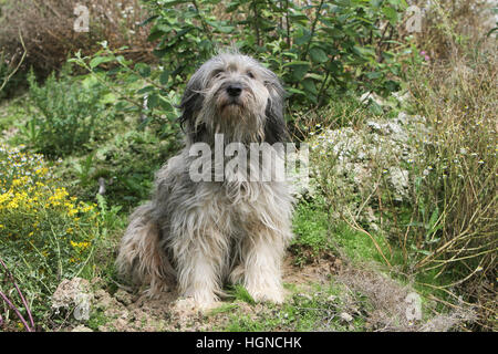 Chien de Berger Catalan / gos d'atura català gris adultes Banque D'Images