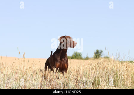 / Dobermann chien Dobermann (oreilles naturelles) adulte debout dans un champ Banque D'Images