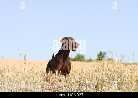 / Dobermann chien Dobermann (oreilles naturelles) adulte debout dans un champ Banque D'Images