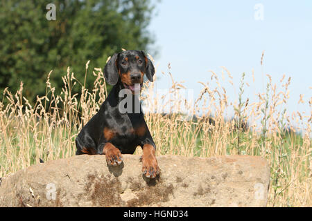 Dobermann (chien avec les oreilles naturelles / natural queue) noir et feu adultes adultes dans une roche Banque D'Images