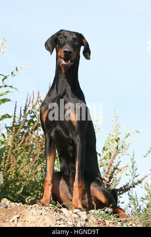 Dobermann (chien avec les oreilles naturelles / natural queue) noir et feu des profils assis dans une prairie à herbes hautes herbes Banque D'Images