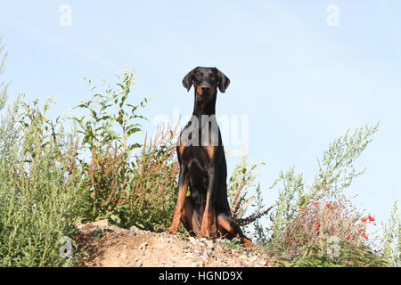 Dobermann (chien avec les oreilles naturelles / natural queue) noir et feu des profils assis dans une prairie à herbes hautes herbes Banque D'Images