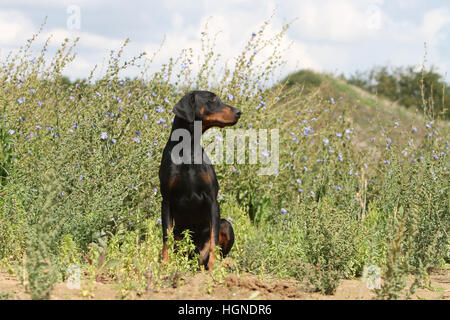 Dobermann (chien avec les oreilles naturelles / natural queue) noir et feu des profils assis dans une prairie à herbes hautes herbes Banque D'Images