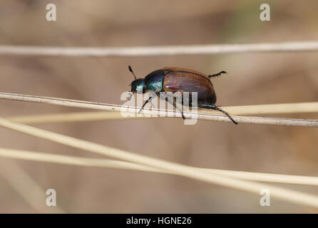 Anomala dubia Hanneton européen (dunes), un coléoptère rare, marcher le long de la tige d'herbe sur les dunes de sable sur la côte nord du comté de Norfolk Banque D'Images