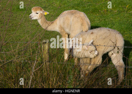 Une paire de jeunes lamas avec leurs manteaux de laine blanche sur une ferme dans le comté de Down en Irlande du Nord Banque D'Images