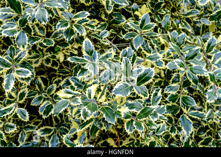 Belles feuilles luisantes du houx panaché, Ilex aquifolium, avec sa masse de feuillage vert clair et crème Banque D'Images