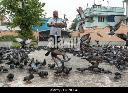 Alimentation Pigeon cérémonie à Shri Dharmanath Jain temple, Mattancherry, Kochi (Kochin), Inde Banque D'Images