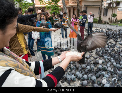 Alimentation Pigeon cérémonie à Shri Dharmanath Jain temple, Mattancherry, Kochi (Cochin), Inde Banque D'Images