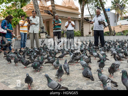 Alimentation Pigeon au rituel Dharmanath Shri Jain temple, Mattancherry, Kochi (Cochin), Inde Banque D'Images