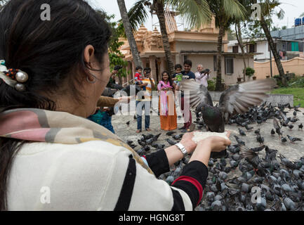 Alimentation Pigeon cérémonie à Shri Dharmanath Jain temple, Mattancherry, Kochi (Cochin), Inde Banque D'Images