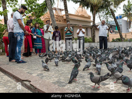 Alimentation Pigeon cérémonie à Shri Dharmanath Jain temple, Mattancherry, Kochi (Cochin), Inde Banque D'Images