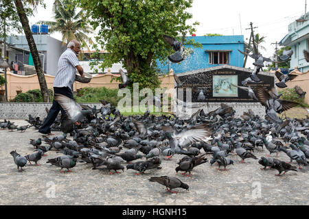 Alimentation Pigeon cérémonie à Shri Dharmanath Jain temple, Mattancherry, Kochi (Kochin), Inde Banque D'Images