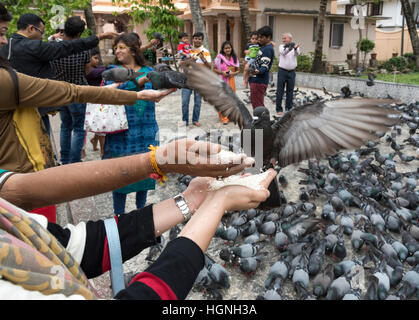 Alimentation Pigeon au rituel Dharmanath Shri Jain temple, Mattancherry, Kochi (Cochin), Inde Banque D'Images