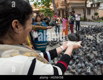 Alimentation Pigeon au rituel Dharmanath Shri Jain temple, Mattancherry, Kochin (Cochin), Inde Banque D'Images