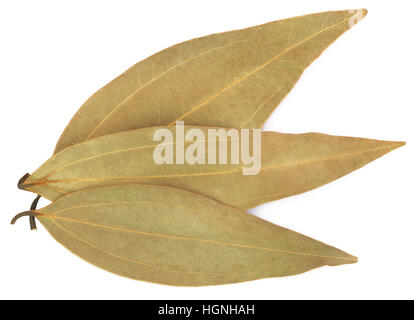 Les feuilles de laurier sur fond blanc Banque D'Images