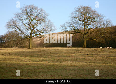 Vue sur les landes de Pennine Ouest au-dessus de la vieille ville marchande de Chorley, Lancashire, Angleterre, Europe Banque D'Images