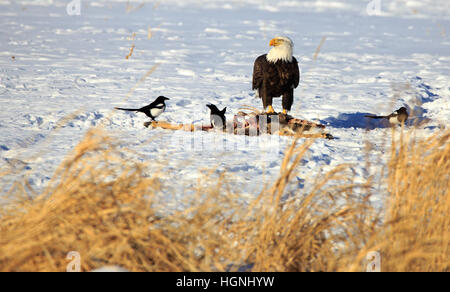 L'aigle chauve américain manger une carcasse. Banque D'Images